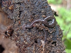 Bipalium javanum