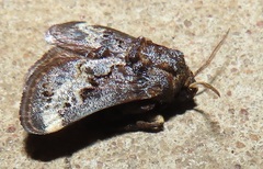 Scotinochroa inconsequens