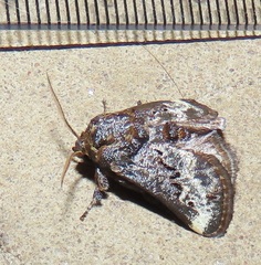 Scotinochroa inconsequens