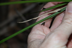 Cyperus tetraphyllus