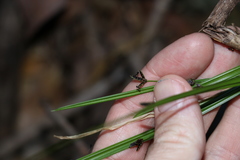 Cyperus tetraphyllus
