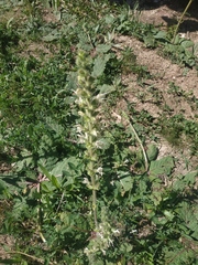 Salvia austriaca