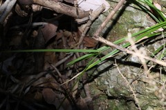 Cyperus tetraphyllus