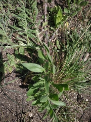 Centaurea salonitana