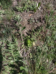 Centaurea salonitana