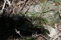 Cyperus tetraphyllus