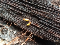 Globitermes sulphureus