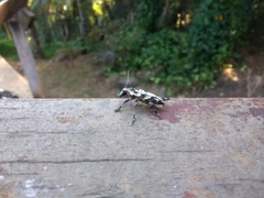 Steirastoma marmoratum