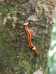 Bipalium interruptum