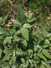 Salvia tomentosa