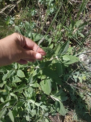 Salvia tomentosa