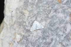 Elophila rivulalis