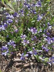 Polygala supina