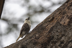 Lybius leucocephalus