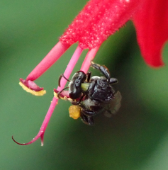 Tetragonula carbonaria