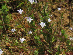 Wahlenbergia obovata