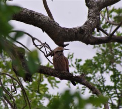 Coracias naevius mosambicus