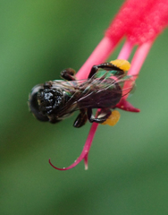 Tetragonula carbonaria