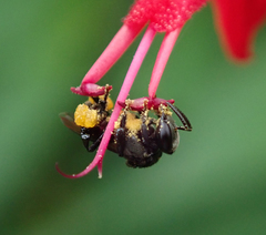 Tetragonula carbonaria