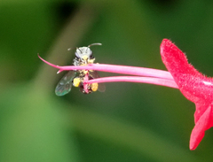 Tetragonula carbonaria
