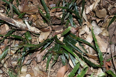 Asplenium attenuatum