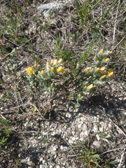 Genista albida