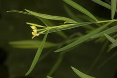 Pimelea neoanglica