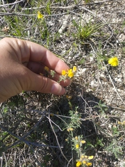 Genista albida