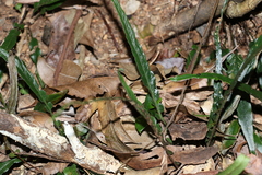 Asplenium attenuatum