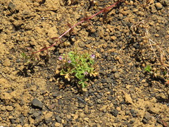 Pelargonium columbinum