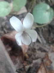 Viola blanda