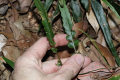 Asplenium attenuatum