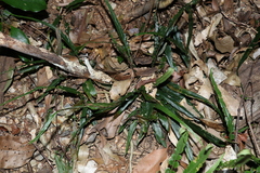 Asplenium attenuatum