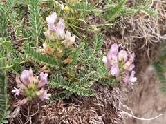 Astragalus tibetanus