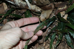 Asplenium attenuatum