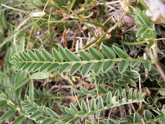 Astragalus tibetanus