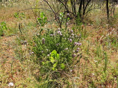 Aspalathus cephalotes violacea