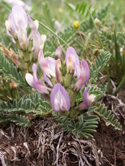 Astragalus tibetanus