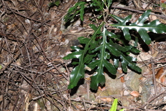 Stenocarpus sinuatus