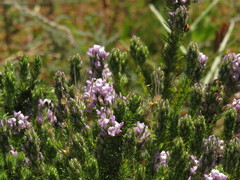 Aspalathus cephalotes violacea