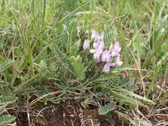Astragalus tibetanus