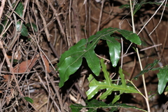 Stenocarpus sinuatus