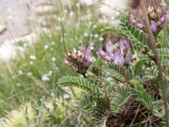 Astragalus tibetanus