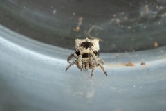 Hyptiotes flavidus