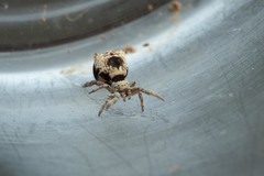 Hyptiotes flavidus
