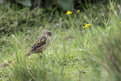 Euplectes capensis crassirostris