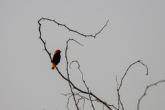 Euplectes nigroventris