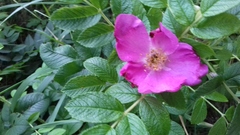 Rosa rugosa