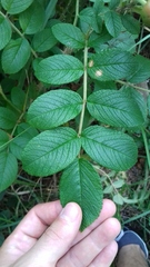 Rosa rugosa