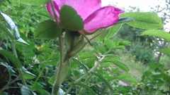 Rosa rugosa